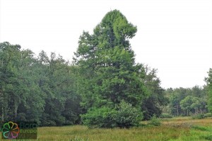 Taxodium distichum (4).jpg_product_product_product_product